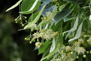 Tilia cordata