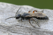 Tiphia femorata