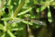 Tipula lateralis