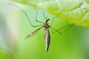 Tipula lateralis