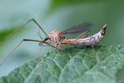 Tipula lunata