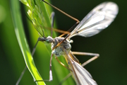 Tipula vernalis