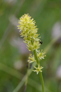 Tofieldia calyculata