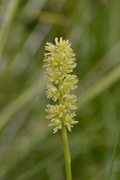Tofieldia calyculata