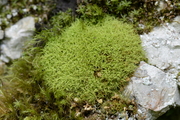 Tortella tortuosa