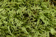 Tortella tortuosa