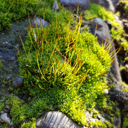 Tortula muralis