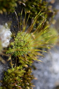 Tortula