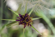 Tragopogon porrifolius