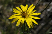 Tragopogon pratensis