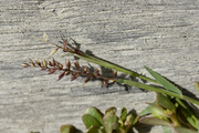 Tragus racemosus