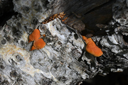Trametes cinnabarina
