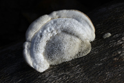 Trametes hirsuta