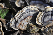 Trametes versicolor