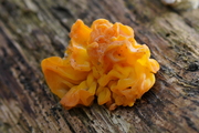 Tremella mesenterica