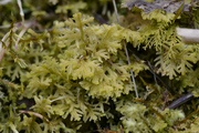 Trichocolea tomentella