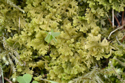 Trichocolea tomentella