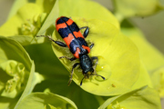 Trichodes alvearius