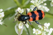 Trichodes apiarius