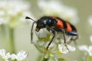 Trichodes apiarius