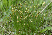 Trichophorum cespitosum