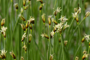 Trichophorum cespitosum