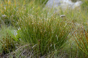 Trichophorum