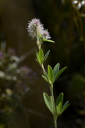 Trifolium arvense