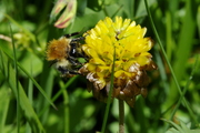 Trifolium badium