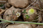 Trifolium campestre