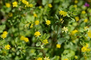 Trifolium dubium