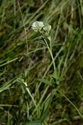 Trifolium montanum