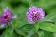 Trifolium pratense