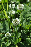 Trifolium repens
