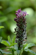 Trifolium rubens