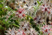Trifolium stellatum