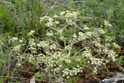Trinia glauca