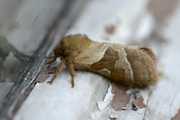 Triodia sylvina