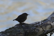Troglodytes troglodytes