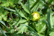 Trollius europaeus