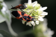 Tropidothorax leucopterus