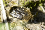 Tropinota hirta