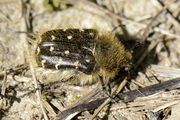Tropinota hirta