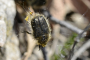 Tropinota hirta