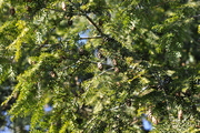 Tsuga heterophylla