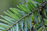 Tsuga heterophylla