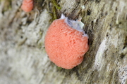Tubifera ferruginosa