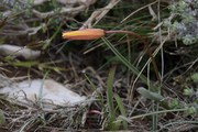 Tulipa sylvestris