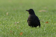 Turdus merula