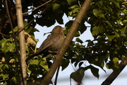 Turdus merula